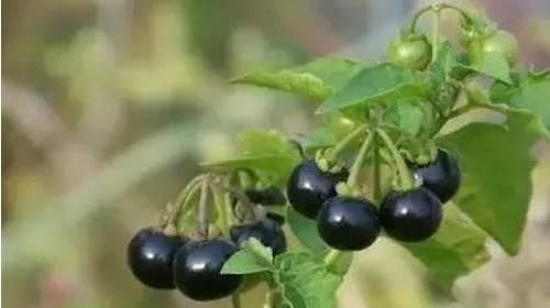 盆栽■爱上养花,不如养盆此野草,花色白如雪果实圆紫似珍珠,好看好吃
