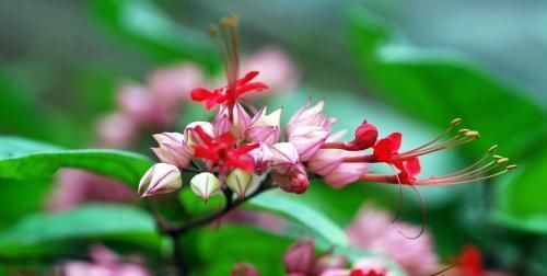 「龙吐珠」花卉龙吐珠推荐,开花量大,养护简单