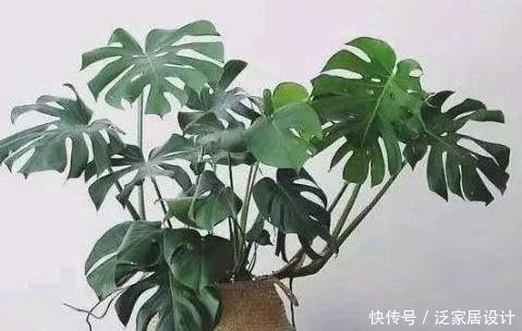  「新房」4种常见花，净化空气本领大，家里新房刚装修，用它们准没错