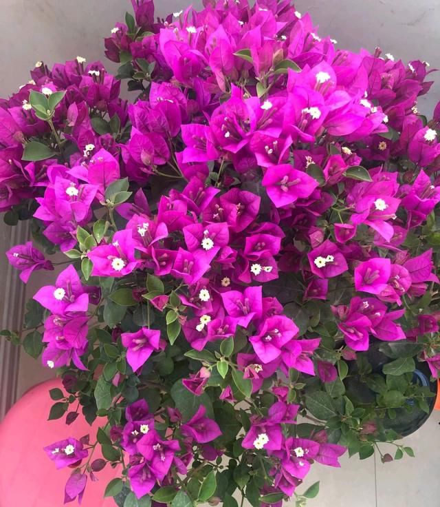  【开挂】三角梅小叶紫很难开花吗？除了开挂区，就该这么养，爆花没问题