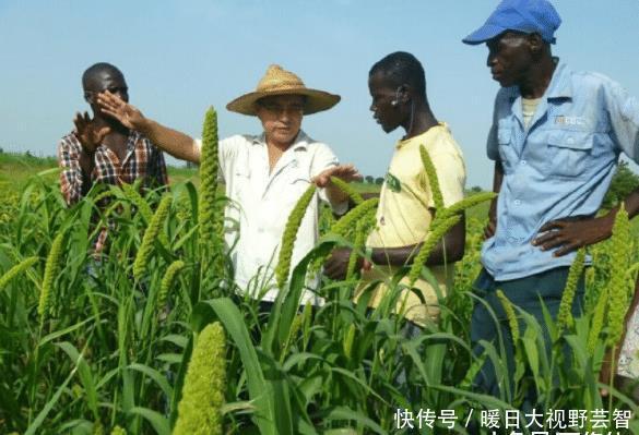  [非洲]寸草不生的非洲，为什么中国人能把水稻种的这么好？感叹