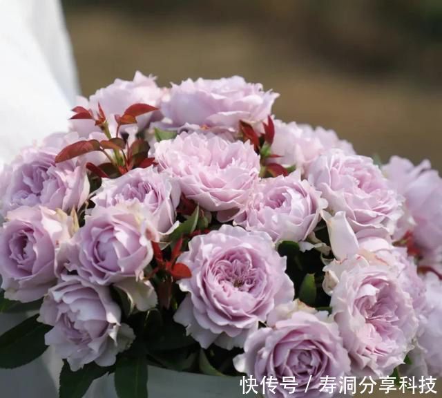  「品种」梦幻悠长，无法抗拒，月季的那抹蓝紫色美得清凉又高级！