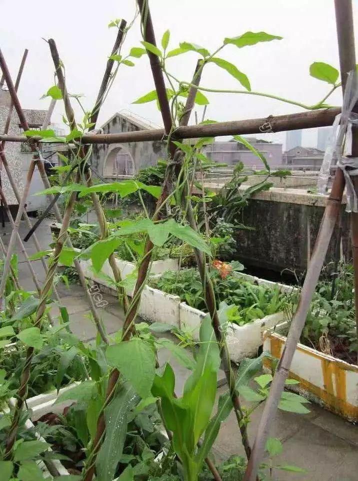  技巧：阳台“豆”菜乐园，将豆类盆栽蔬菜栽培技巧统统收集在此！