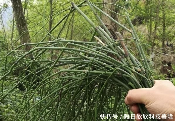  身价■农村一种被忽视的野草,现在身价猛增,一斤可以卖到800元!