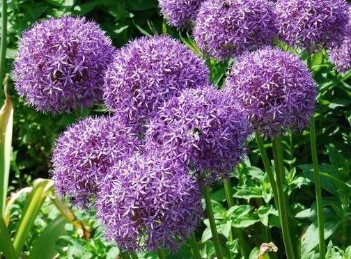  「花开」这5款花卉，不仅花期长又耐旱，花开就满盆，年年复花，盆栽佳品