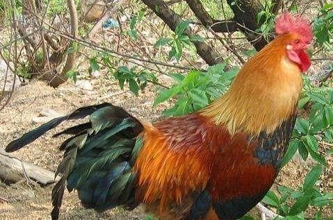  星期@一个星期以来，印度说没有4000亿只蝗虫，那是怎么回事呢？