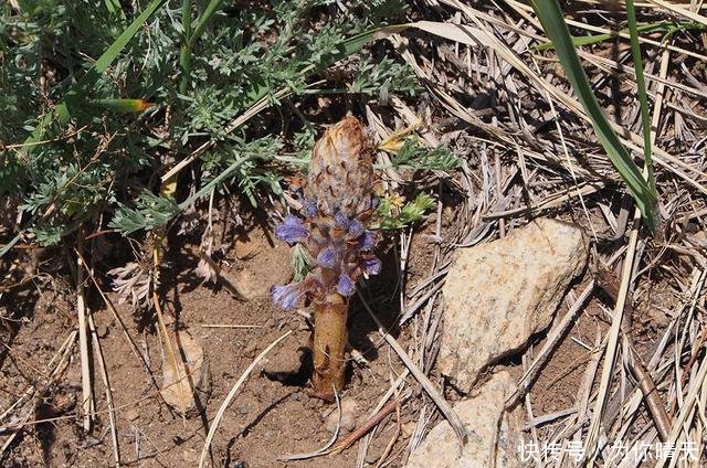 它无根又无叶，只能寄生在蒿草上，价值十分珍贵，见到请好好保护