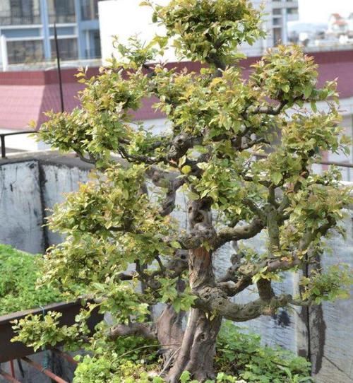  「寓意」养金弹子不如养“招财树”，摆家里寓意好、还镇宅，养6年值钱！