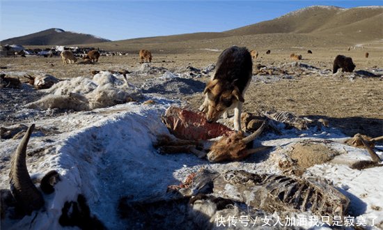  「差距」外蒙古与内蒙古牧民冬季生活的对比, 差距太大