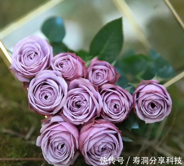  「品种」梦幻悠长，无法抗拒，月季的那抹蓝紫色美得清凉又高级！