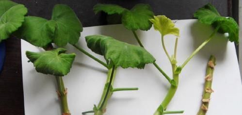  春天@春天，“扦插”花卉植物，这“4个要点”做到位，保证100%生根！