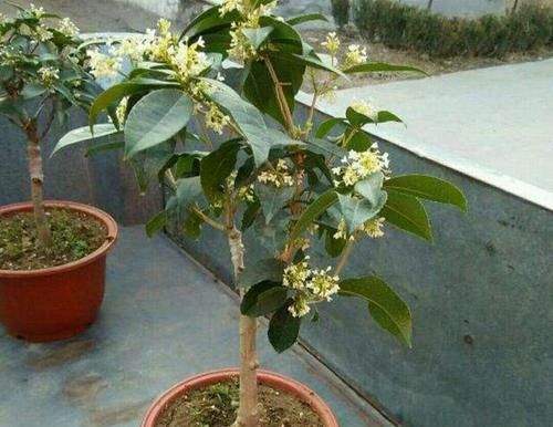  [嫁接]怎样才能嫁接好漂亮的桂花树盆景