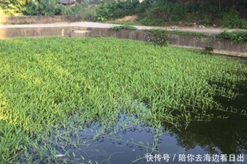 中国人吃腻的东西，出口美国大家抢着买，老外：再贵也得吃！