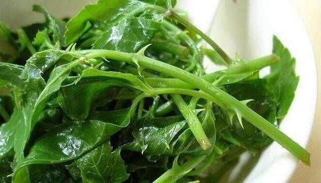  #如今#簕菜：茎叶长满刺，以前当野树砍掉，如今批量种植，做美食用处大