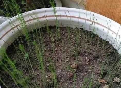  「此物」此物寿命可达20年，阳台栽种上一盆，年年都能吃上新鲜的芦笋