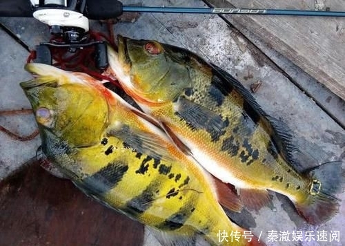 #拼命#以美丽凶悍著称的孔雀鲈，遇见鱼饵拼命追，想钓点别的鱼都困难