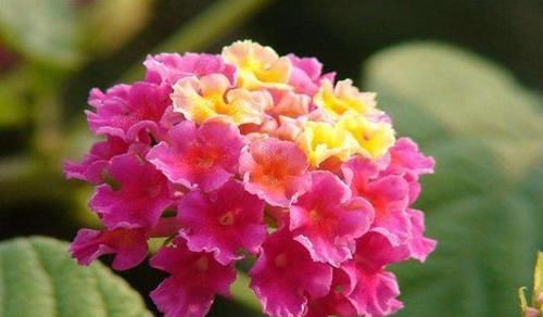  『爱爆』此花，堪称花界中的毒美人，一花多色，绚丽可爱，四季开花爱爆盆
