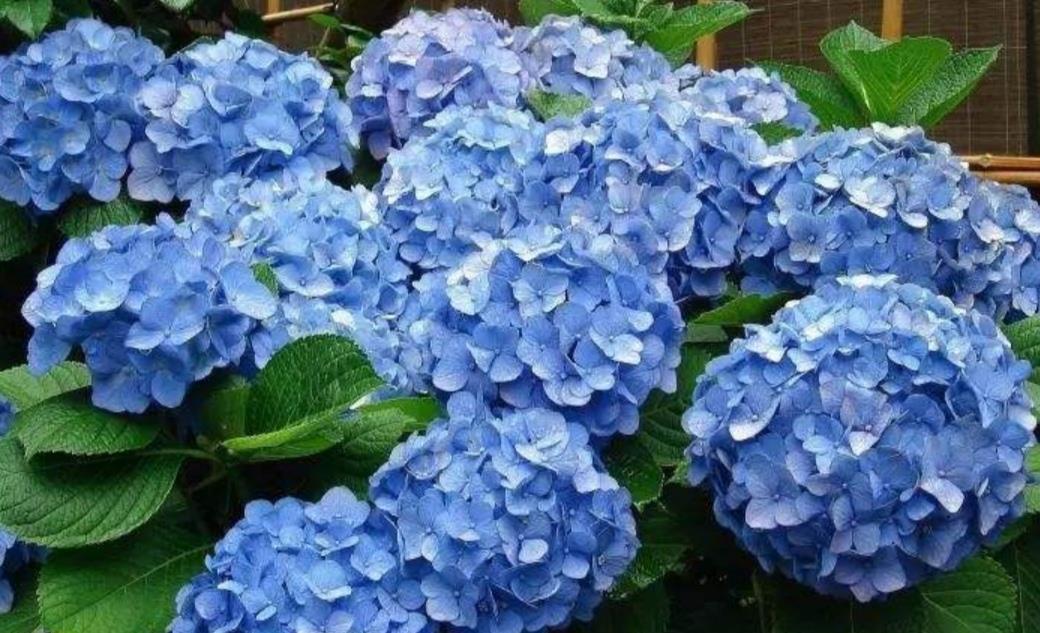 用偏酸性:绣球可以改变花色,只要做好这几件事,开出梦幻般的花朵
