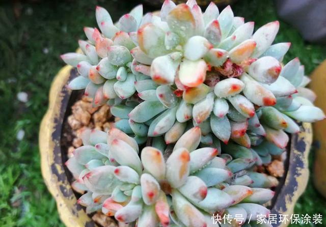 合适:初夏扦插多肉,注意好5点,一棵变多棵,打造自己的“多肉王国”