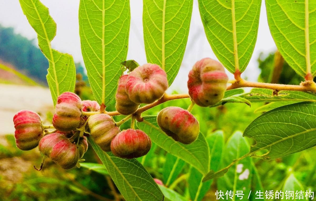 农村有种“算盘子”，过去常被穷人当药，如今市场一斤能卖60元