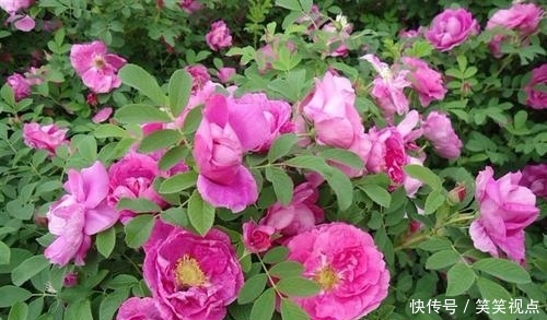  「岁后」最显年轻的三生肖女，老了魅力不减反增，50岁后依旧风韵犹存