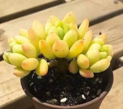  #属多肉植物#这些自带芳香的多肉植物，你一定喜欢
