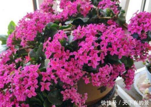 『简简单单』这3种花真是懒人必备,越勤快越养不活,简简单单才能花爆满盆