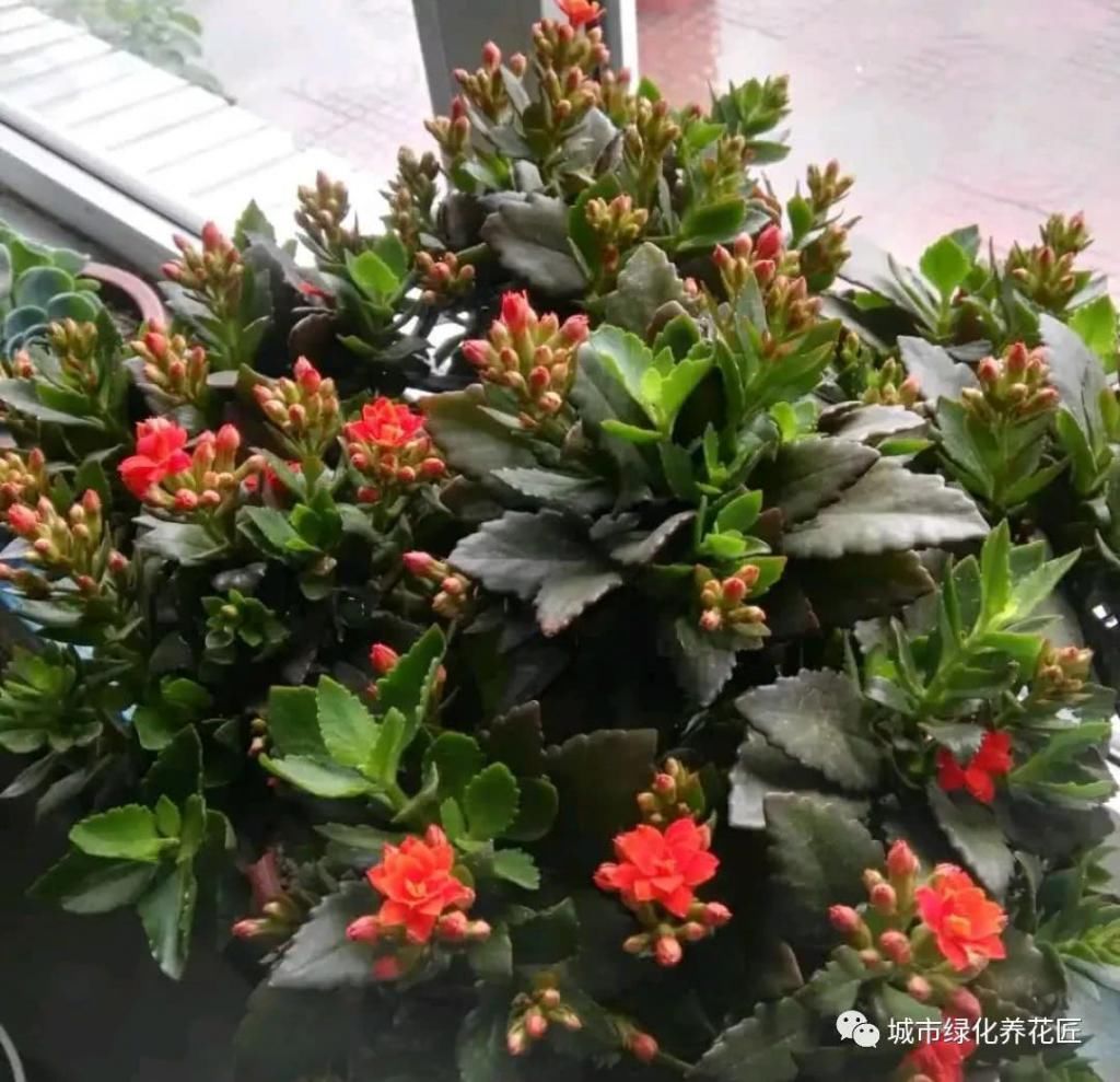  花养|阳台环境太闷热，怎么把带花苞的长寿花养开花爆盆？分享2个妙招