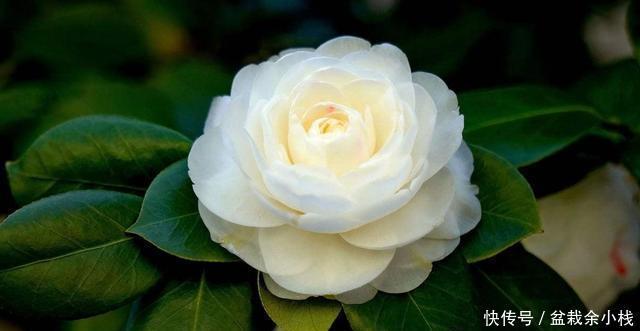  【宝莲灯】3种花适合养在院子里，颜色鲜艳花量大，养出一面花墙，漂亮极了