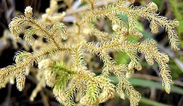植物|小溪边,1种野草像“蜈蚣”,名称是“铺地蜈蚣”,甚是珍贵