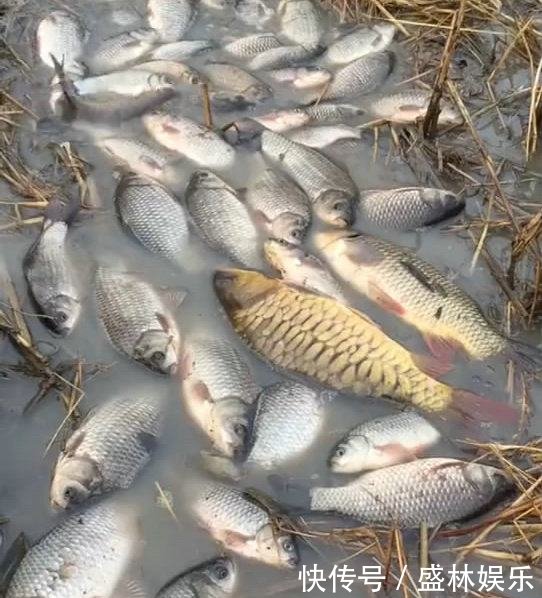 年货送上门,村民田里水波荡漾,放干水田里野鱼