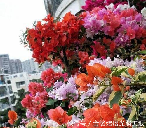 『扦插』扦插月季、栀子花、三角梅,只用一个矿泉水瓶,插出满满大白根