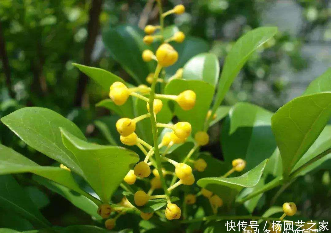  『养米』夏季养米兰花，两种水溶液让它花开一整盆