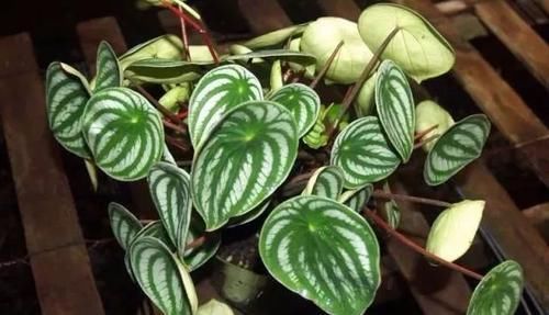  「阴凉处」几种好看的室内盆栽观叶植物，都可以摆室内阴凉处养