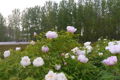  【远销】农村有种植物曾远销全国各地，今烂市无人问津，种植户