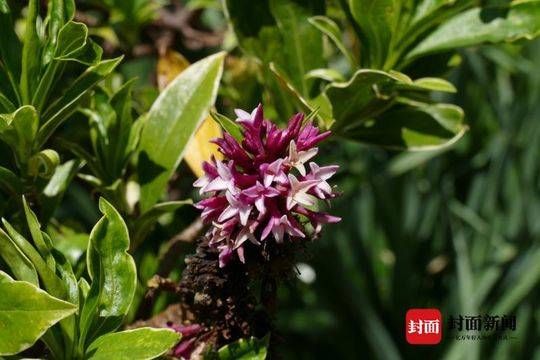  范成大■语闻成都｜二十四番风信（4） 瑞香一品九命紫风流