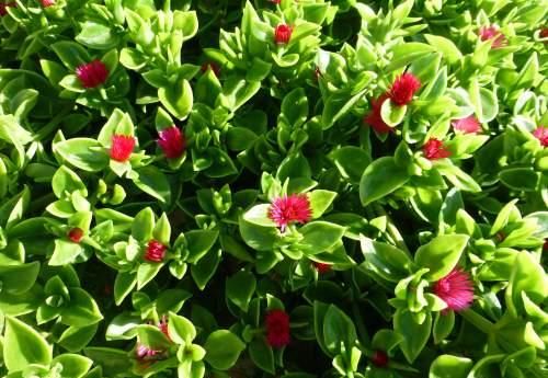  『室内空气』此花花量大，花色艳，花期长，长势茂盛