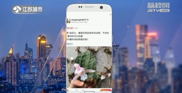 坐不住■国家二级保护植物被公开售卖?植物爱好者坐不住了!