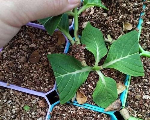 「夏季」夏季扦插,就选这3种花,简单方便,沾土就生根,特别容易成活!