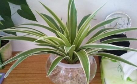  [水里]天一热花就不爱长？6种索性直接扔水里，个个精神气爽！