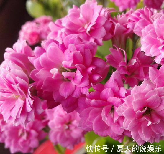 『理发』家居养花要舍得理发，这3种花最欠收拾，越剪越蹭蹭长不停