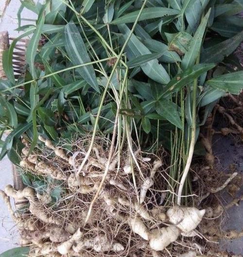  「值钱」去山上，别踩到1种“野草”，植株根茎值钱，被称为“老虎姜”
