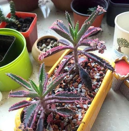  不死鸟■落地生根，咋养也不死的“多肉植物”，一棵小苗，一年霸满阳台
