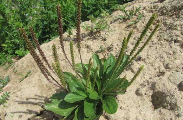  [内容]农村1“车前草”，农民认定是害草，见到就拔，却不知比大米珍贵