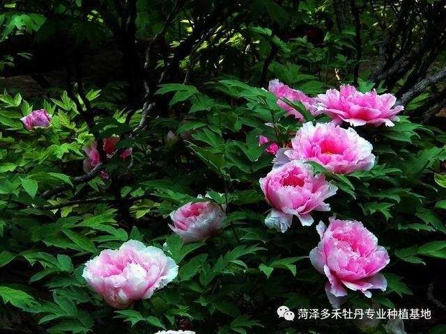 牡丹:教你欣赏牡丹了解牡丹,史上最全面的总结!