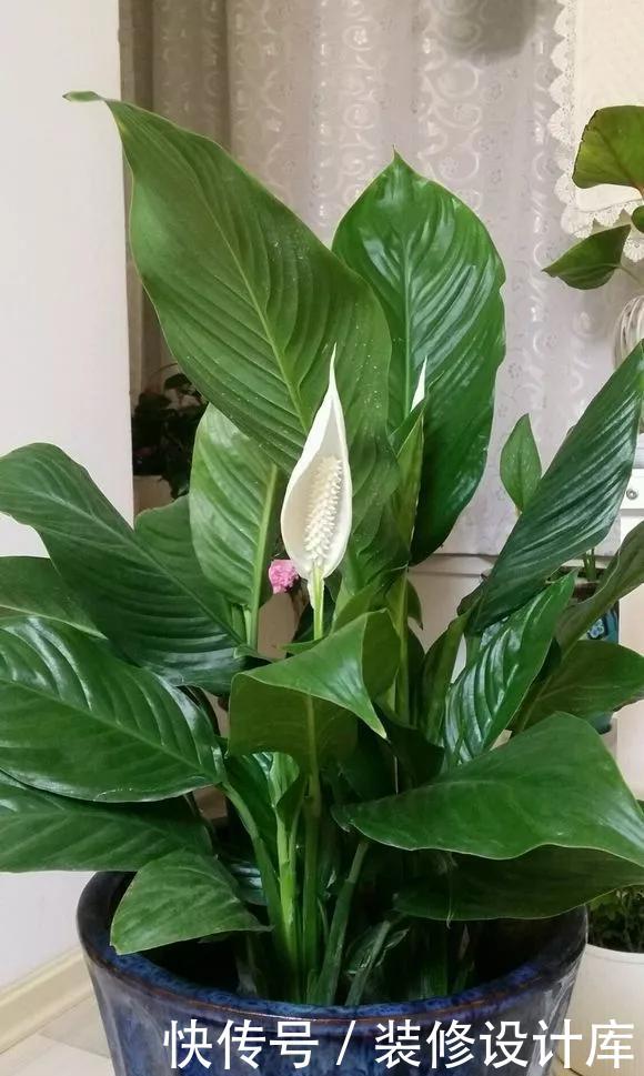  『技巧』养花技巧：一帆风顺开花小，不开花，掌握3点，花开不断养爆盆！