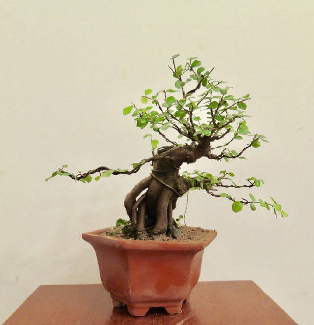 【给出】雀梅盆景桩头的蜕变，真是越来越喜人，看盆景大师给出的涂鸦建议
