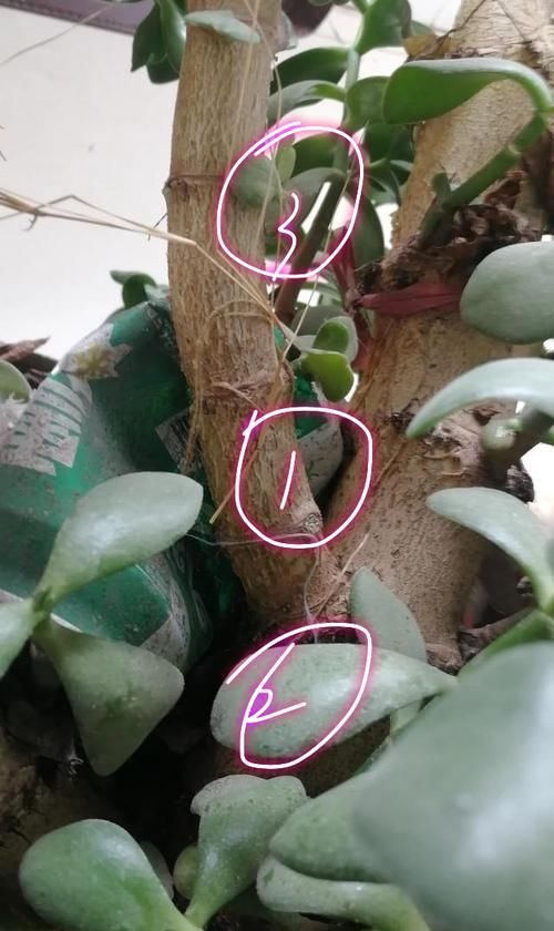  修剪下来的枝条：乱糟糟的燕子掌盆栽怎么修剪？剃剃头，造造型，油腻大叔变帅哥