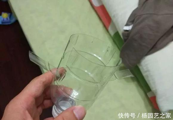 扦插:养花技巧:不到3分钟,塑料瓶做成扦插神器,7天长出大白根!