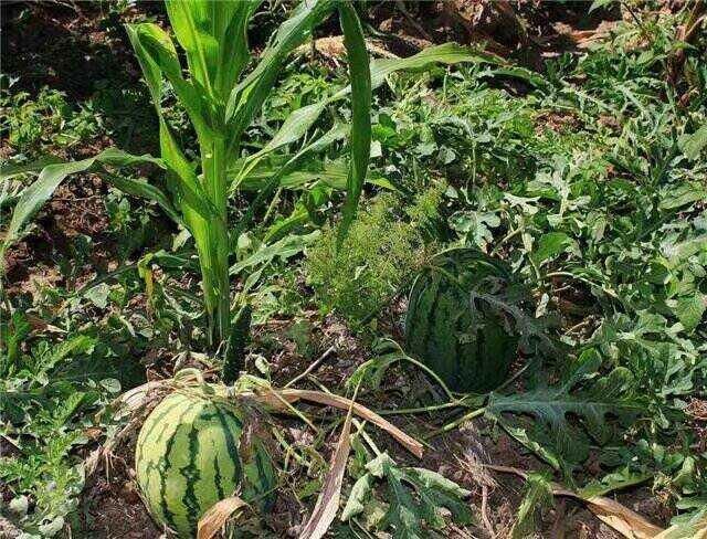 为啥农村夏天一到，人们就时不时往玉米地里钻？能些干什么呢？